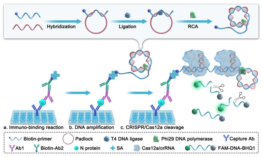 图1 CRISPRCas12a介导的SARS-CoV-2 N蛋白检测免疫分析示意图。(a) 捕获抗体捕获N蛋白，随后与第一抗体、生物素化第二抗体、链霉亲和素结合，形成免疫复合物；(b) 在phi29 DNA聚合酶的作用下，生物素化引物以连接的环状挂锁为模板，启动RCA反应，产生长ssDNA；(c) CRISPRCas12a识别长.png
