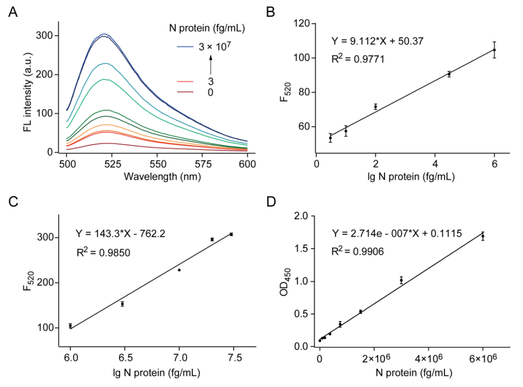 图2 CRISPRCas12a介导的N蛋白检测免疫分析法。(A)在CRISPRCas12a介导的ELISA实验中，不同浓度N蛋白下报告探针响应的荧光光谱；(B)和(C)为N蛋白浓度的对数与520 nm处荧光强度间的线性关系，浓度范围分别为3 fgmL至1 × 106 fgmL和1 × 106 fgmL至3 × 107 fgmL；.png